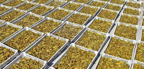 好消息 大荔三大特色產(chǎn)品被授予第十四屆全運(yùn)會特許商品