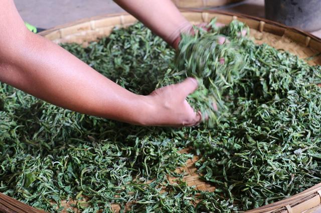 滇紅茶的匠心之旅 探秘傳統與現代交融的制作工藝